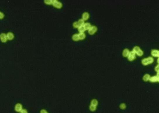 1473041275564835.jpg QQ截圖20160905100742.jpg